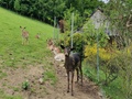 Domek nad stawami - Jak zabavit děti