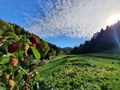 Domek nad stawami - O sladkom ničnerobení