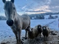 Agroturystyka na Przysłupiu w Nowicy - Kde budete odpočívat