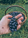 Pieńki Wiewiórki - dom odcięty od świata - What will I eat?