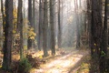 Las się Żyje - Jak u nás odpočívat