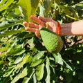 Casa Amigos Sorvilán - La Almendra - Was werde ich essen?