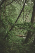 Jelonki 2 // kameralnie w dzikich chaszczach - Jak u nás odpočívat