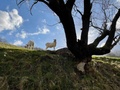 Czarny domek w górach - O sladkom ničnerobení