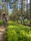 Szyszki z Lasu - Glamping - O sladkom ničnerobení