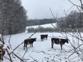 Parker Farm - Was gibt es dort für Kinder?