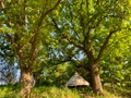 Glamping Hive