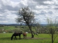 Modryna Ranczo - O sladkom ničnerobení