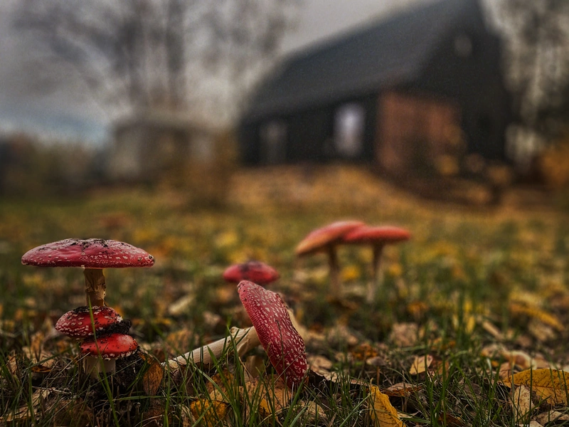 Siedlisko Poza Czasem, k/Nobliny Slowhop