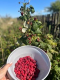 Szczęśliwe Siedlisko  - Was werde ich essen?