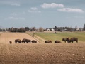 Miło las widzieć - Werde ich mich nicht langweilen?