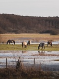 Jarzębinowa - O sladkom ničnerobení