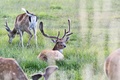 Nasze Bullerbyn - Ką veiks vaikai?