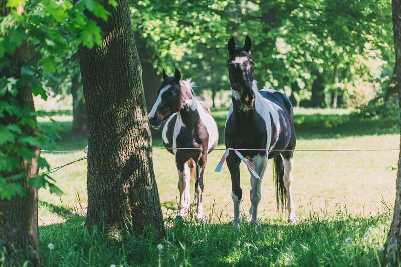 Agrotourism - Folwark Jackowo